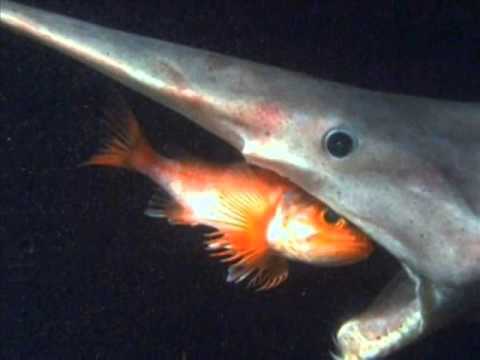 Los tiburones más interesantes del mundo| Tiburón duende