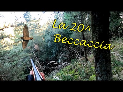 La 20^ Beccaccia - Caccia alla Beccaccia...ultima di stagione anno 2023 - Hunting Woodcock