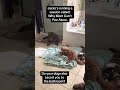 #puppy #lifeisbutadream #petlover