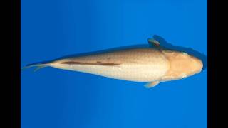 Koi Auktion Dainichi Shiro Tosai WhiteMonkey - 35cm GT6-1037