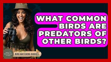What Common Birds Are Predators Of Other Birds? - Bird Watching Diaries