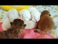 Крошечные новорожденные Котята кошки Евы | 5 дней от рождения | Сонные малыши