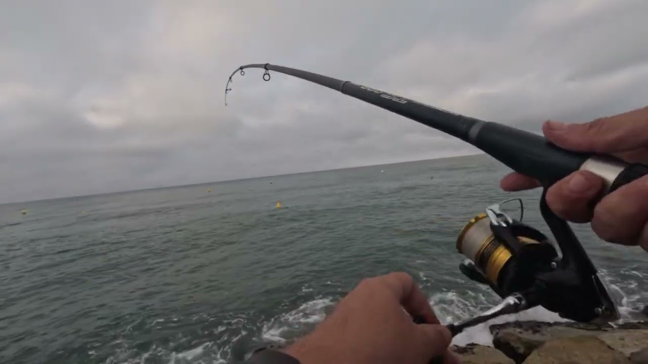 Session pêche à la daurade #1