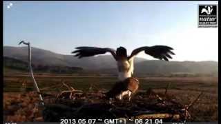 Information Blue12 returns after eating fish, mating, Monty flies off - Dyfi Osprey Project Guide