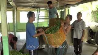 Workers weighing tea leaves at the Glenburn Tea estate: Darjeeling