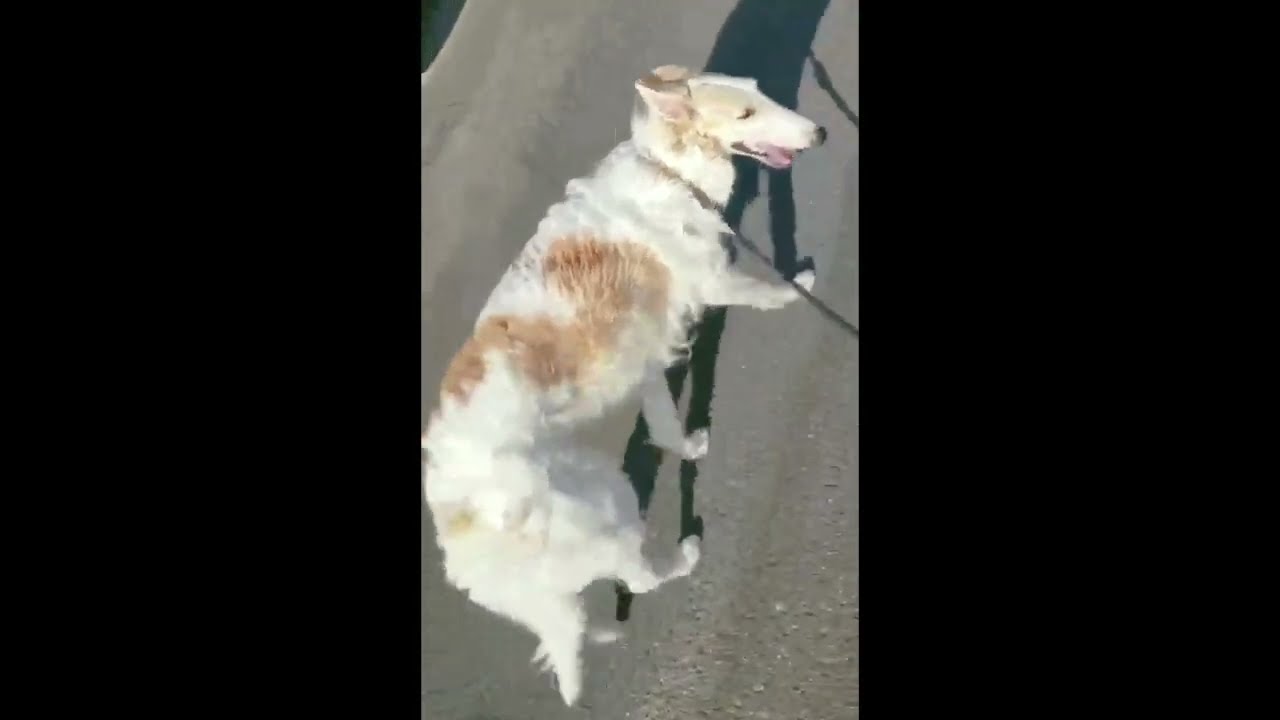 22年05月21日 ボルゾイ 男の子 獣医師賛同型 里親募集サイトanifare アニフェア Youtube