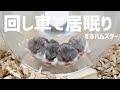回し車で居眠りするハムスター