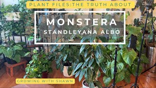 The Truth about the Monstera Standleyana Albo