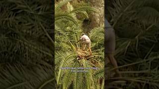#SHORT | MIEL DE PALMA con la savia o guarapo de las palmeras (Vídeo completo en mi canal)