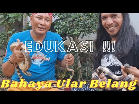 Video: Apa itu tanah belang-belang?