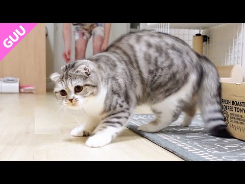 簡単にフェイントに引っかかっちゃうチョロイ猫がかわいい［スコティッシュフォールド］