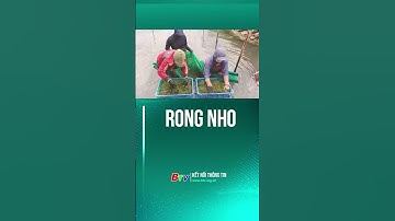 Rong nho