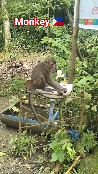 The monkey is drinking 🥰🇵🇭 #viral #shortvideo #viralvideo #youtubeshorts