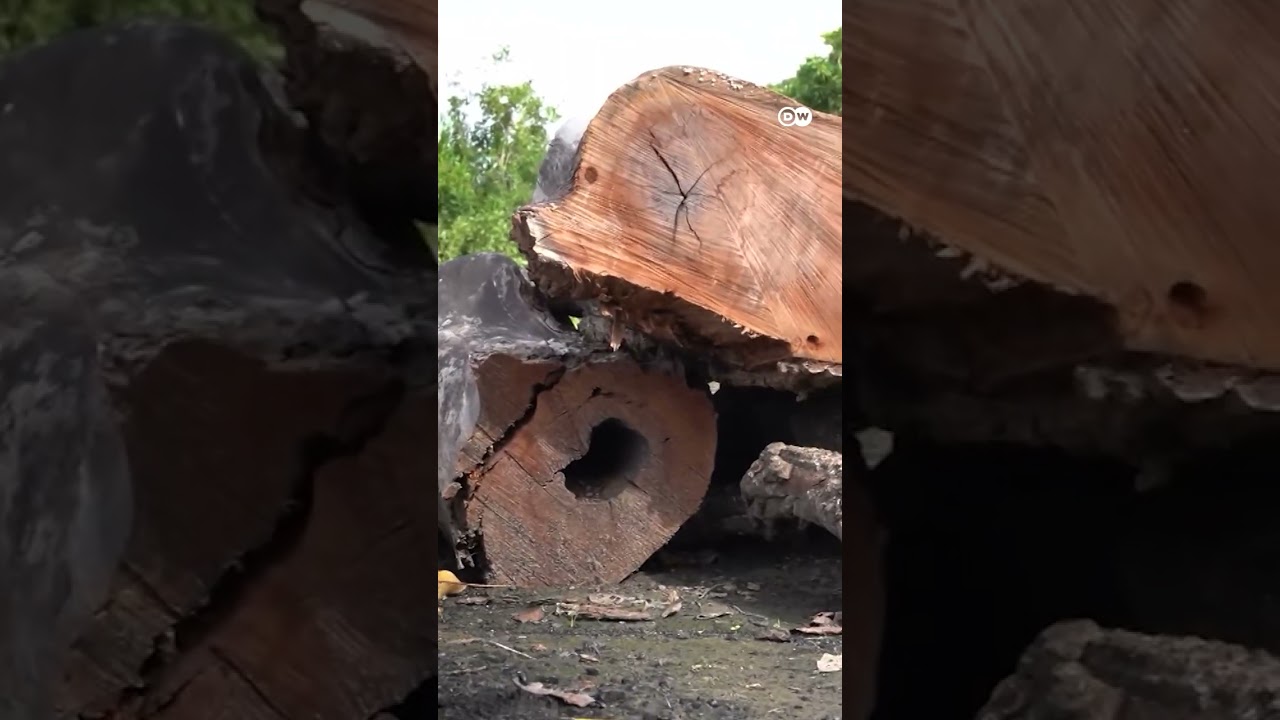 Baobab की ताकत से बच गए जंगल |ABPLIVE