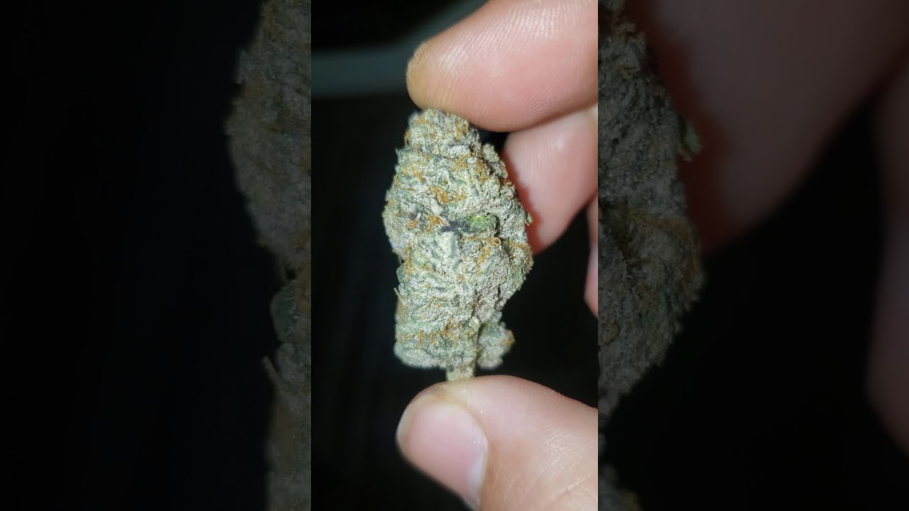 Caked Up Cherries Strain 🍒 By WEEDWITHOUTLIMITS x Lionboldtfarms 