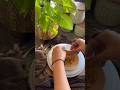 Acahri Papad Ka Paratha #shorts #purewarps