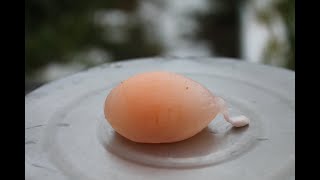 Почему куры несут яйца без скорлупы. Причины и решения.