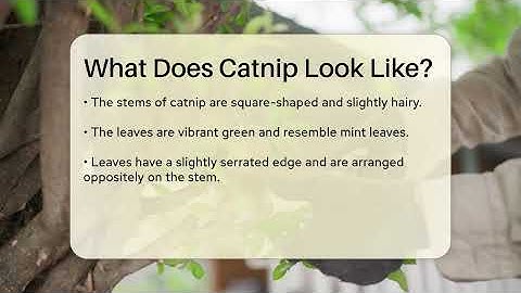 What Does Catnip Look Like? - The Plant Enthusiast