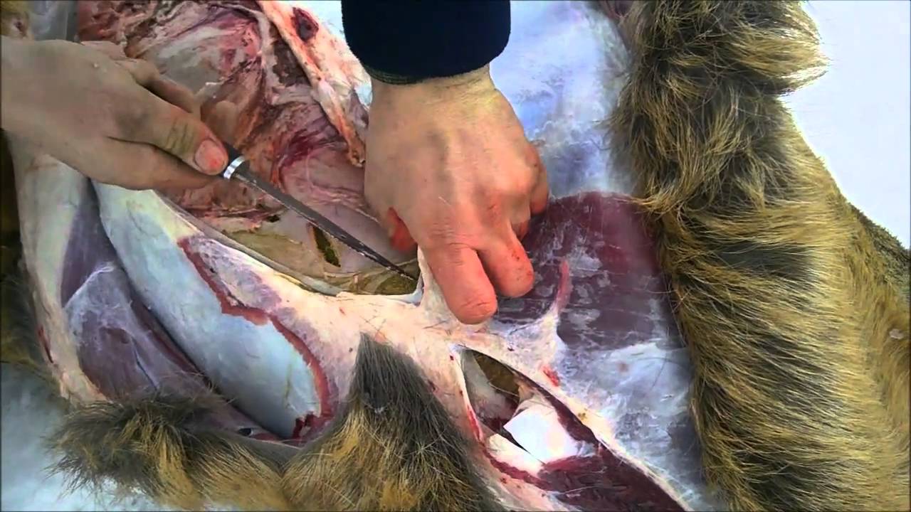 Field Dressing a Whitetail Deer - Doe - YouTube Field Dressing a Whitetail Deer - Doe - YouTube