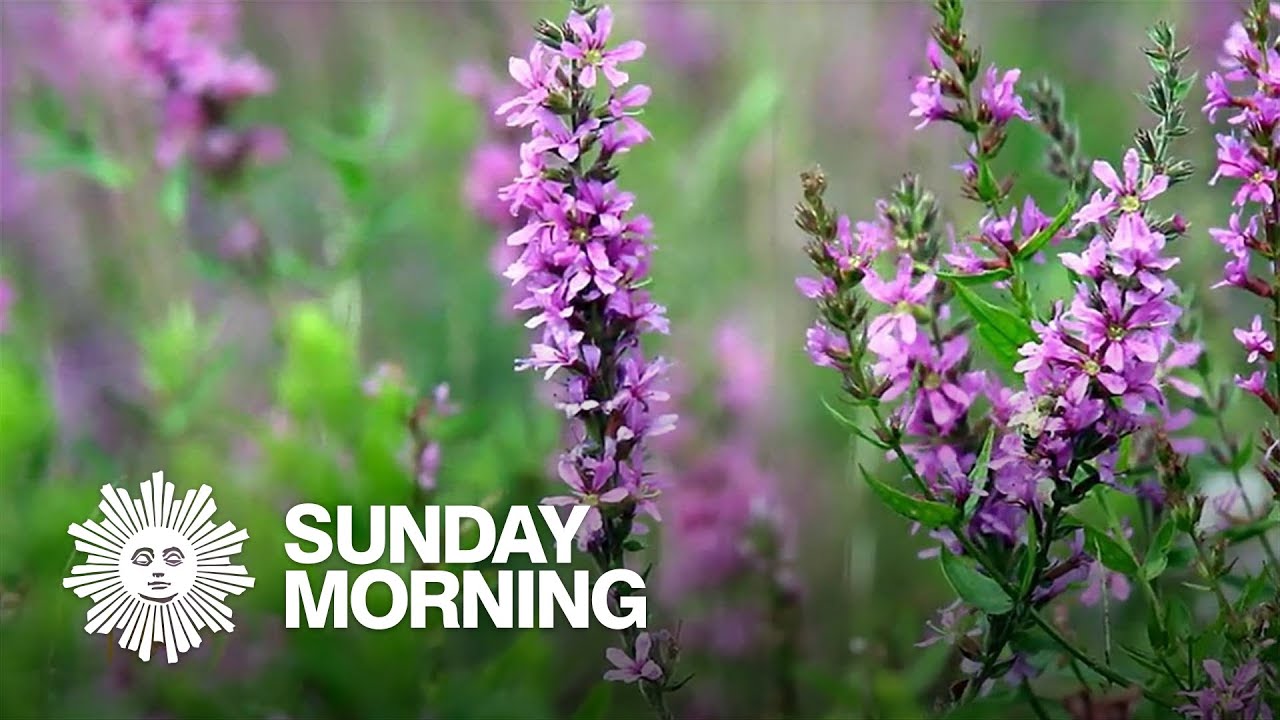 Nature: Wildflowers of New York State