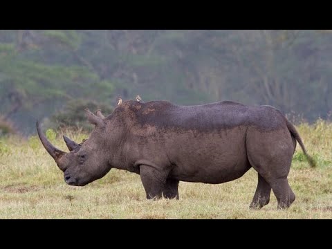 World wildlife | Amur leopard diet | Priority Species - YouTube