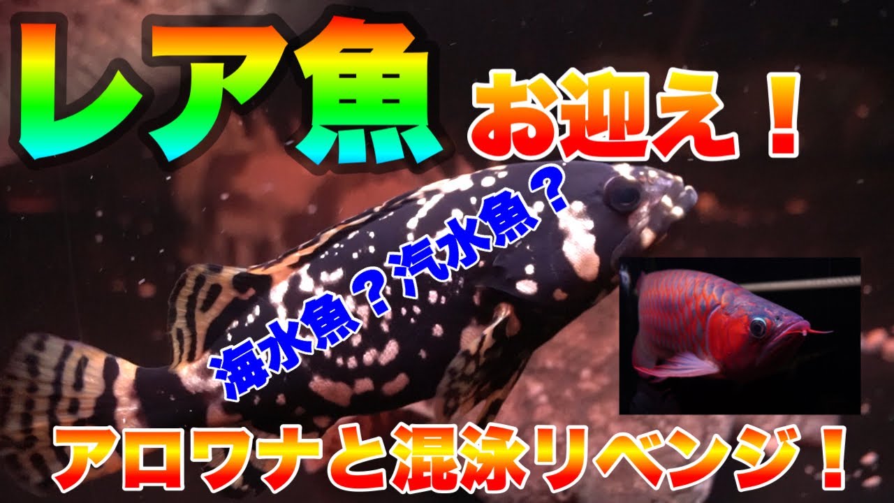 New Fish Welcomed] Grouper Breeding Revenge! Mixed Breeding