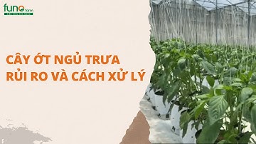 Cây ớt "ngủ trưa" - Rủi ro và cách xử lý-FUNOFARM