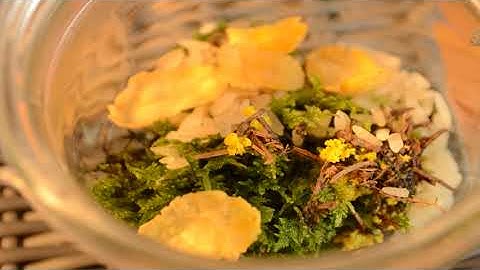 Blob sauvage trouvé dans une foret (9h de video accéleré)