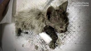 Грязный кот умирающий, претерпел преображение после усыновления, действительно красив