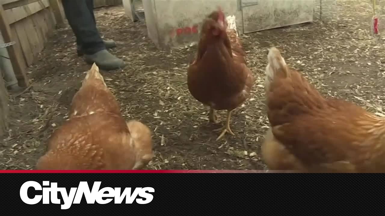 Avian flu outbreak detected at Quebec poultry farm - YouTube