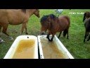 Pferde an der Tränke - HD Video SAMSUNG NV 24 HD