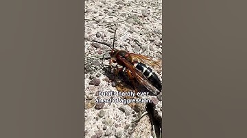 Cicada Killer Wasps are HUGE! 😰
