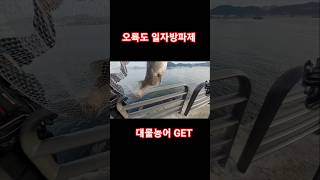 첫캐스팅에 바로 퍽퍽퍽 대물들이 덮치네요 #떼농어 #일자방파제 #오륙도따오기