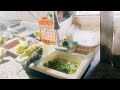 My Bird Full Enjoy  Bathtub🛁 & Showar Budgies Show Budgies Hollend budgies  #lovebirds #budgies