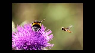 Radyo Gülistan Mesut Uzburak Kerbela Ilahisi