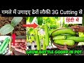 छत पर ढेरों लौकी / घीया उगाइए गमले में 3G Cutting से : Grow Bottle Gourd In Container : Full Updates