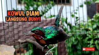 TERAPI BUNYI KOLIBRI WULUNG MACET