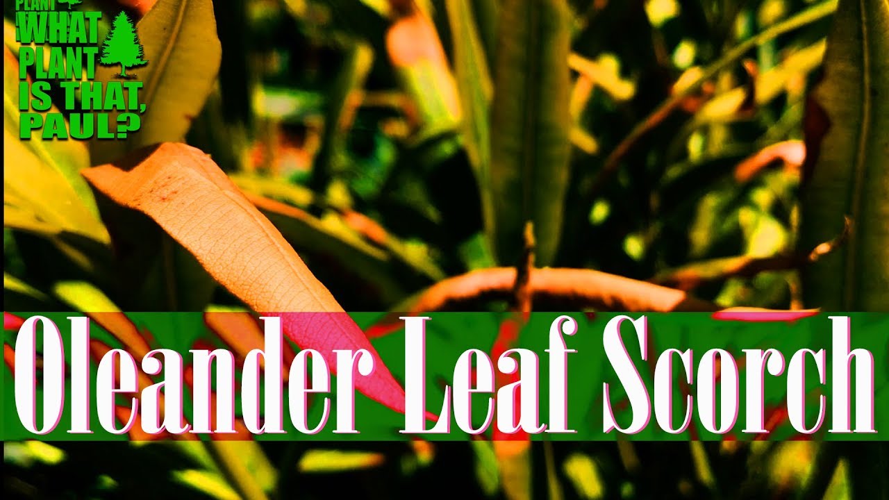 oleander leaf scorch