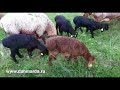 Что такое гиссарские овцы!