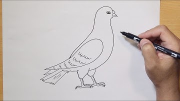 How to Draw a Dove Easy Step by Step