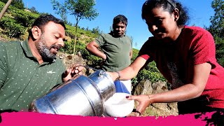 South India Tea & Fermented Rice in World’s HIGHEST ELEVATED Tea Plantation | Munnar, Kerala, India