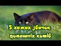 5 хижих звичок домашніх котів  5 predatory habits of domestic cats