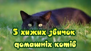 5 Хищных Привычек Домашних Кошек