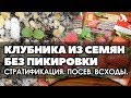 🍓🌱 Клубника из семян без пикировки. Часть 1. Стратификация. Посев. Всходы.