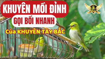 Tiếng Khuyên Mồi Líu Gọi Bổi Cực Khét BỔI NGHE LÀ TỚI - Pleci Bird Sound | KTB