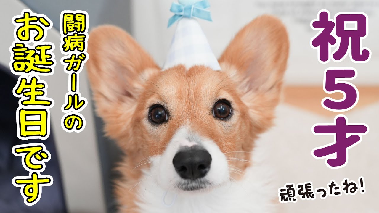 文房具・事務用品 サンエックス わんこが飼えちゃうメモ コーギー