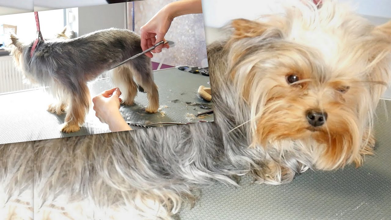 grooming a yorkie with clippers