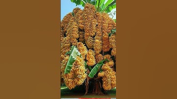 Synthesize successful banana breeding by many methods,/How to grow banana tree #shorts #viralvideo