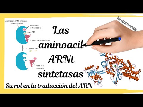 Vídeo: Com es formen l'ARNt d'aminoacil?