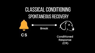 Spontaneous Recovery - Classical Conditioning Stage